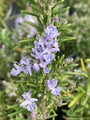 Close-up of Rosemary 'Miss Jessopp's Upright' in flower, showing narrow, dark green leaves and small, two-lipped light blue flowers blooming along the stems.