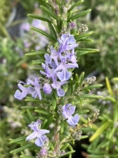 Close-up of Rosemary 'Miss Jessopp's Upright' in flower, showing narrow, dark green leaves and small, two-lipped light blue flowers blooming along the stems.