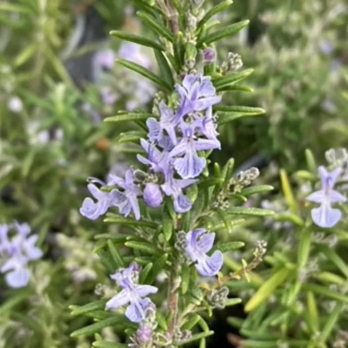 A Rosemary 'Miss Jessopp's Upright', showing plant showing its signature vertical growth habit and dark green, needle-like aromatic leaves