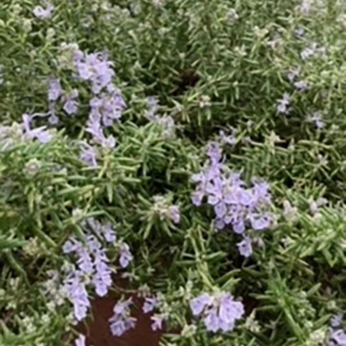 Rosemary Trailing
