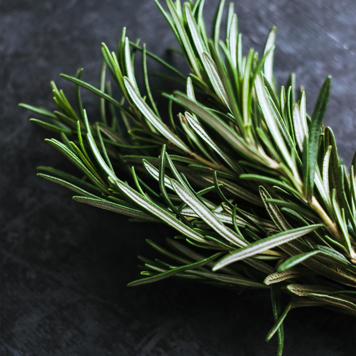 Rosemary hedge 6 pack