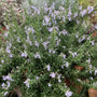 A trailing Rosemary 'Haifa' shrub cascading over a terracotta pot, showing its dense mat of aromatic evergreen foliage and small, pale blue flowers.