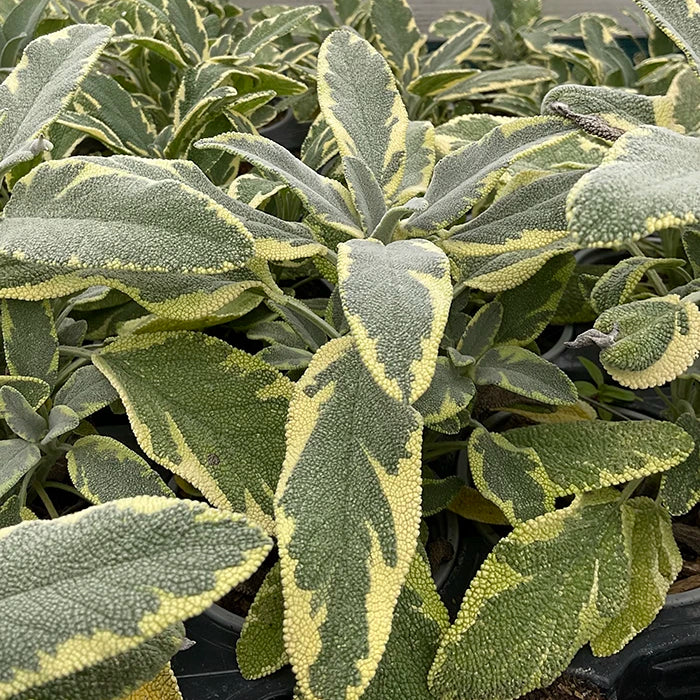Sage 'Berggarten Variegated'