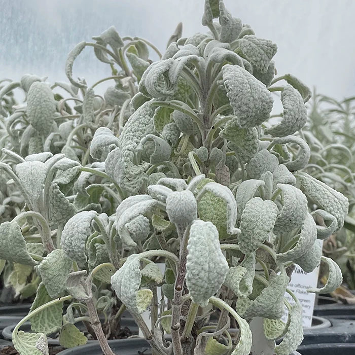 Sage 'Snowflake'