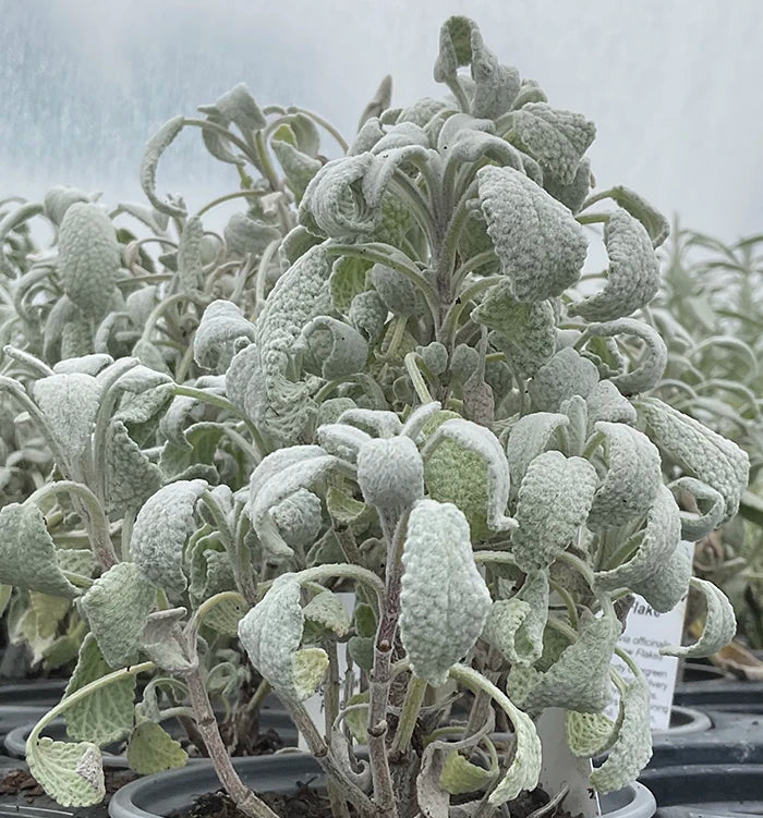 Sage 'Snowflake'
