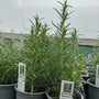 Rosemary 'Barbecue' plants in 9cm recyclable pots, showing straight, thick vertical stems and lush, dark green aromatic needles.