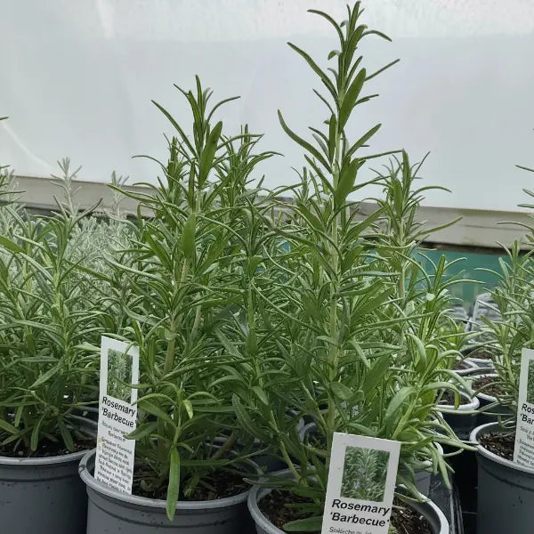 Rosemary 'Barbecue' plants in 9cm recyclable pots, showing straight, thick vertical stems and lush, dark green aromatic needles.