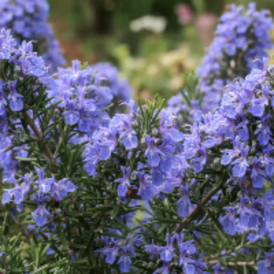 Salvia rosmarinus 'Blue Lagoon' with dark green foliage and vibrant blue flowers.
