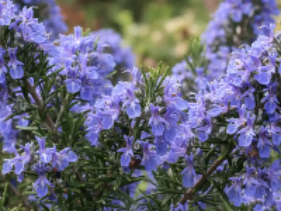 Salvia rosmarinus 'Blue Lagoon' with dark green foliage and vibrant blue flowers.