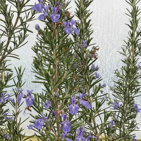 A flowering 'Blue Lagoon' Rosemary shrub covered in intense, deep blue flowers that contrast sharply against its dark green, evergreen leaves