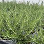 Close-up of several 9cm potted 'Boule' rosemary plants, highlighting their symmetrical, ball-shaped structure and dark green needle-like leaves