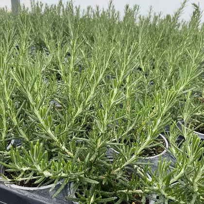 Close-up of several 9cm potted 'Boule' rosemary plants, highlighting their symmetrical, ball-shaped structure and dark green needle-like leaves