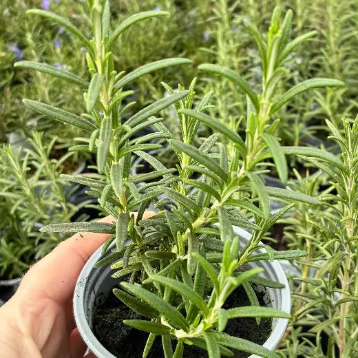 A culinary upright Rosemary plant with broad green leaves, growing in a 9cm recyclable pot.