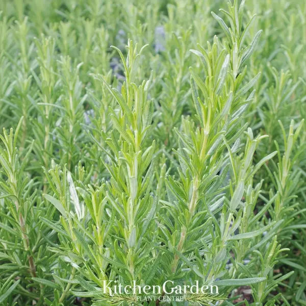 Salvia rosmarinus 'Speedy' showing green upright stems ready for planting.
