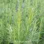 Salvia rosmarinus 'Speedy' showing green upright stems ready for planting.