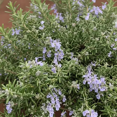 A trailing rosemary plant in flower, showing healthy, dark green needle-like foliage and stems beginning to arch and spread horizontally.