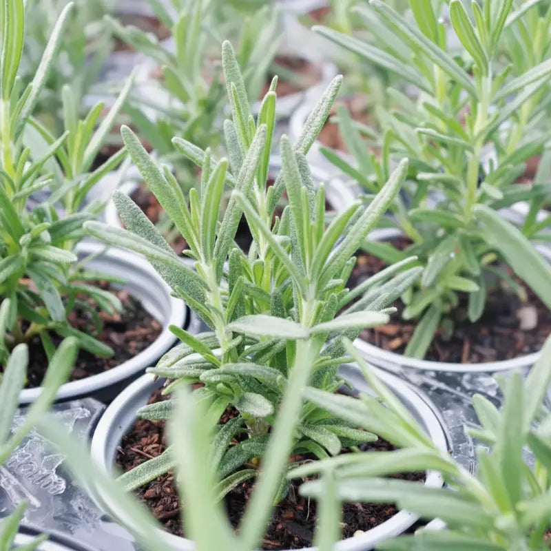 A potted Rosemary 'Upright Blue' herb plant in a 9cm recyclable pot.