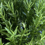 A bushy upright Rosemary plant covered in narrow, needle-like dark green leaves.