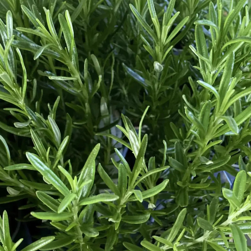 A bushy upright Rosemary plant covered in narrow, needle-like dark green leaves.