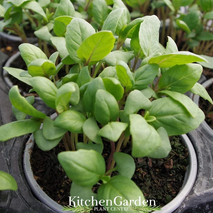 Sweet Thai Basil