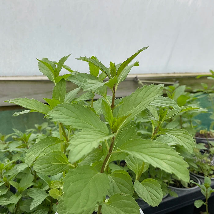 Swiss Mint