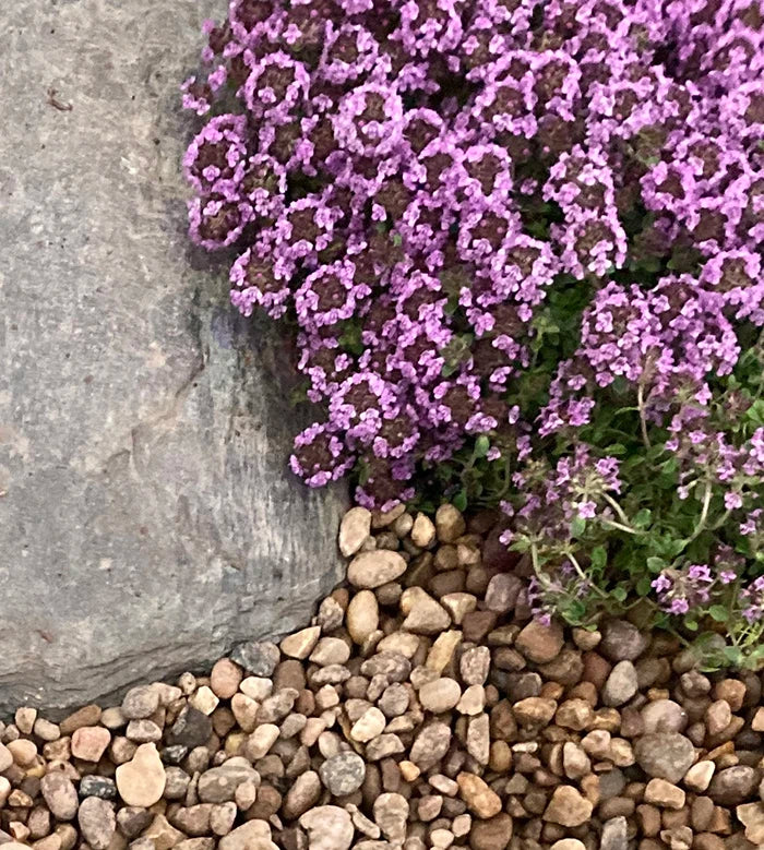 Thyme Caborn Wine and Roses