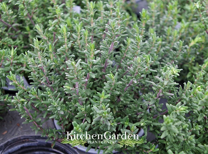 Thyme Faustinoi