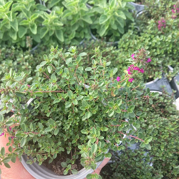 Thyme 'Ruby Glow'