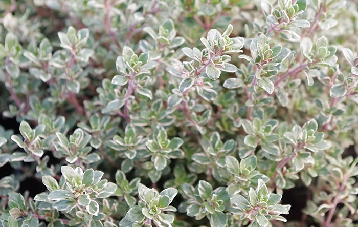 Thyme Silver Posie