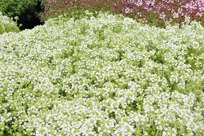 Thyme Snowdrift
