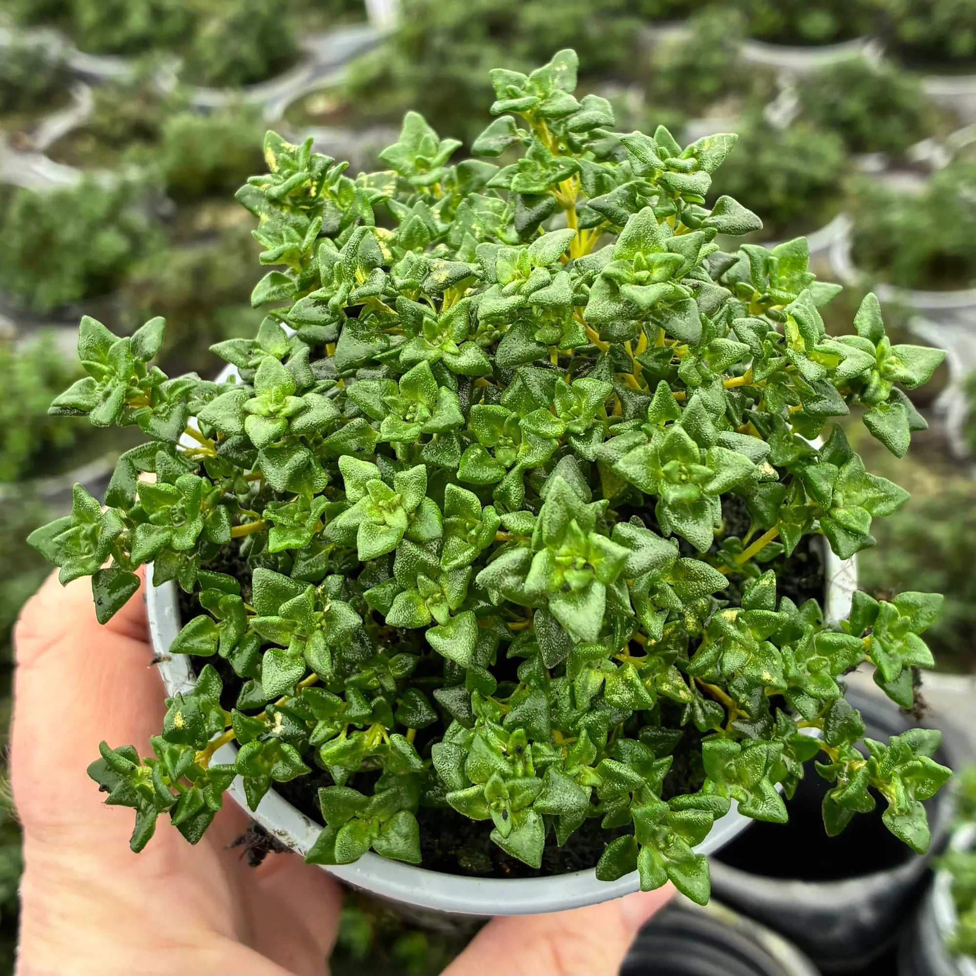 A compact green leaved thyme, growing in a 9cm recyclable pot