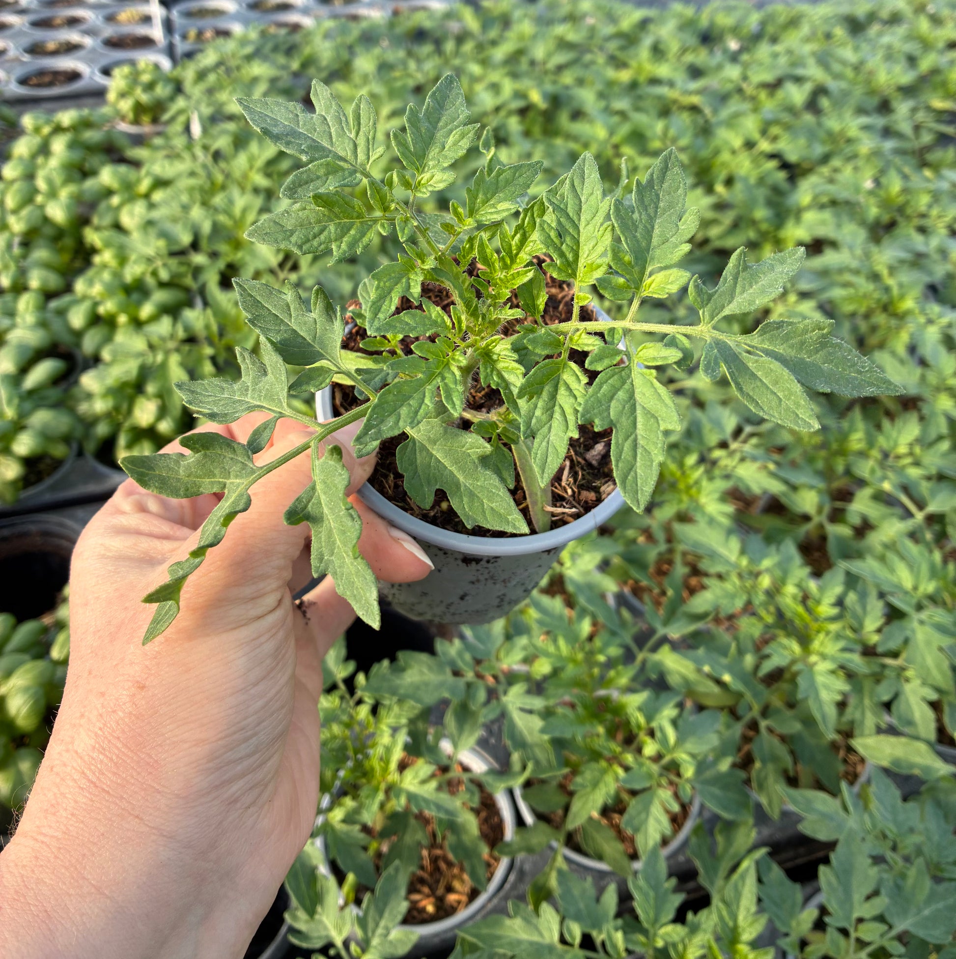 Tomato 'Baby Boomer'