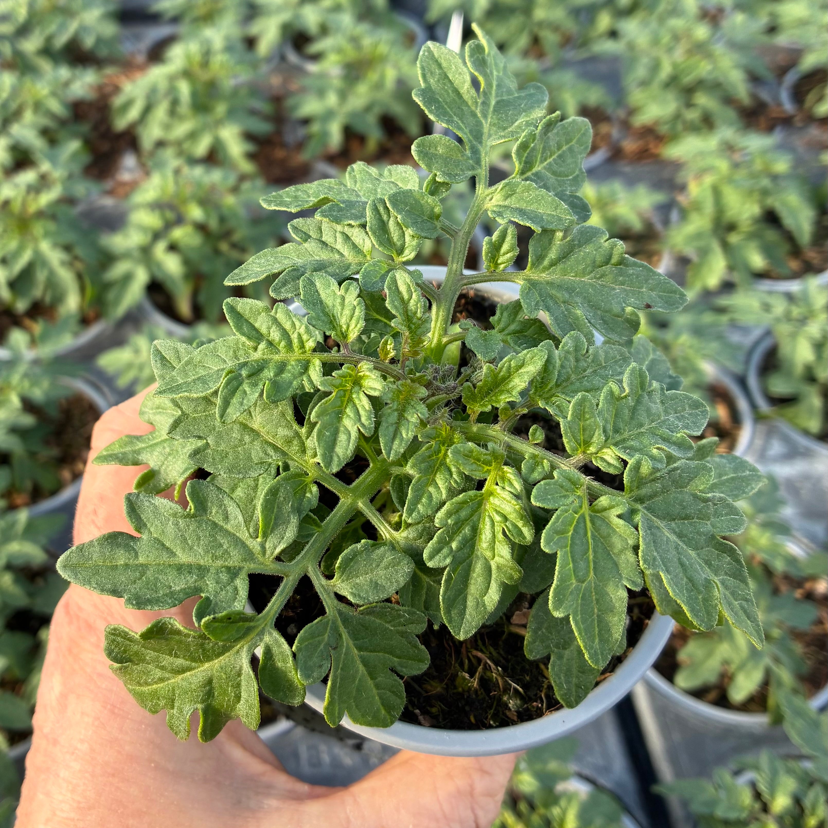 Tomato 'Veranda Red'