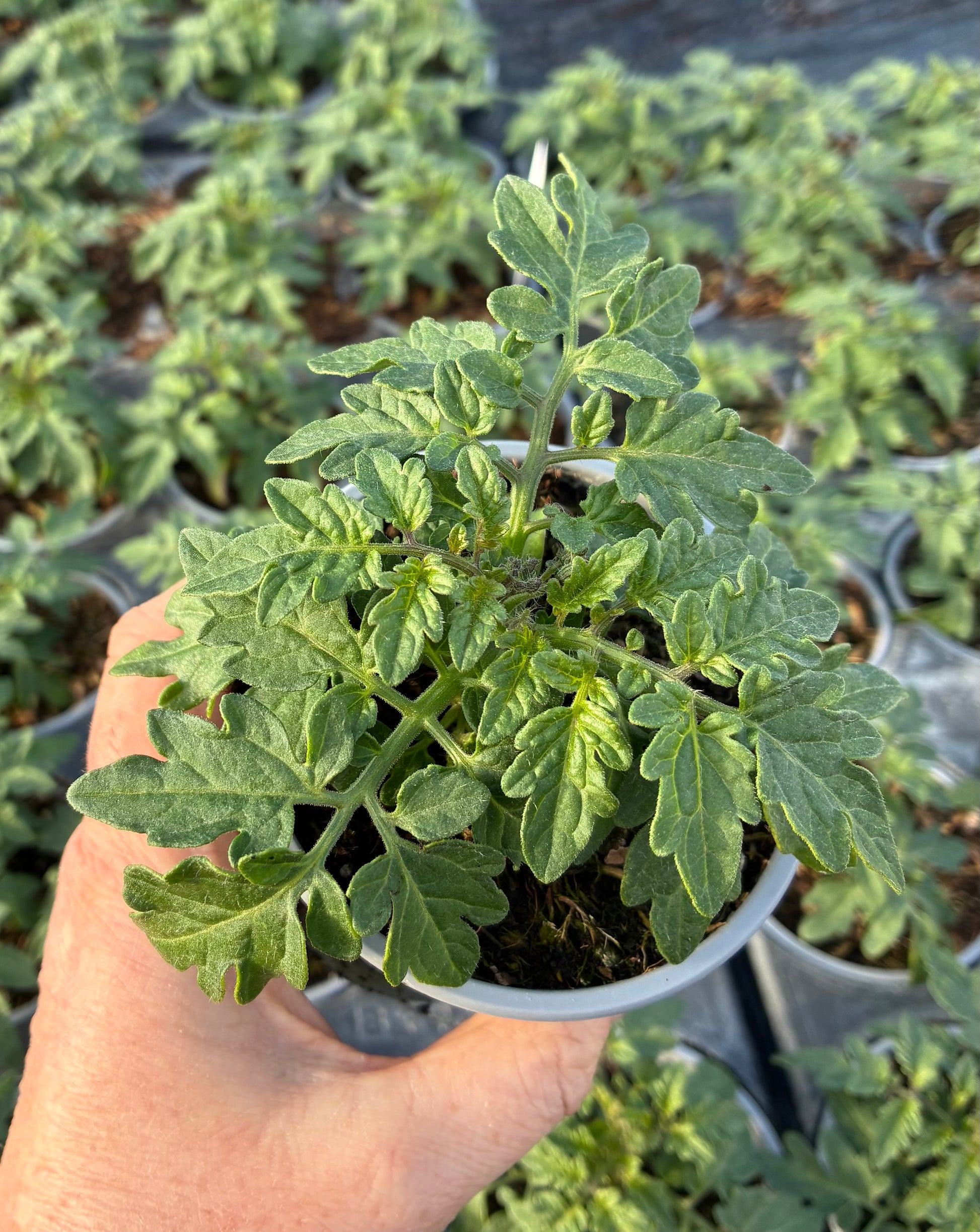 Tomato 'Veranda Red'