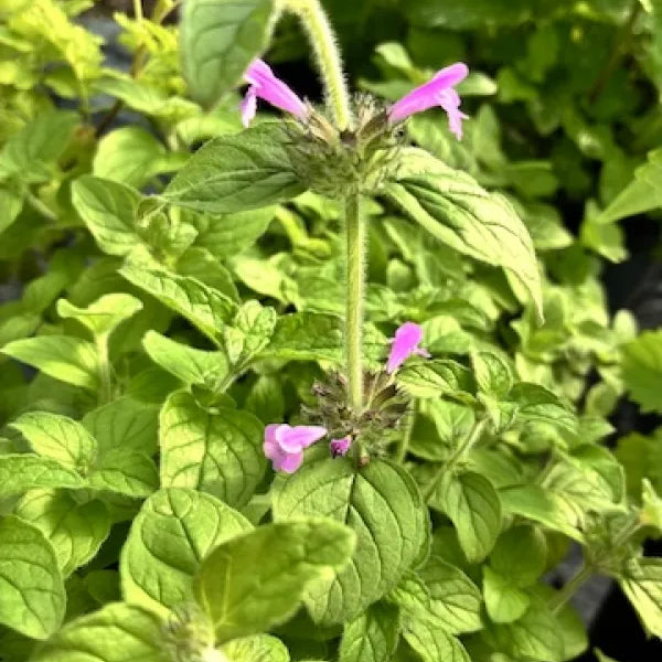 Wild Basil