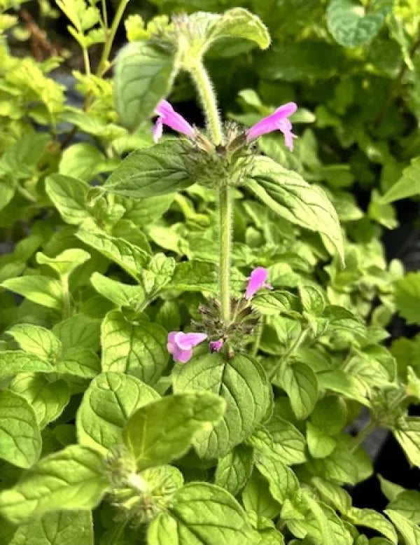 Wild Basil