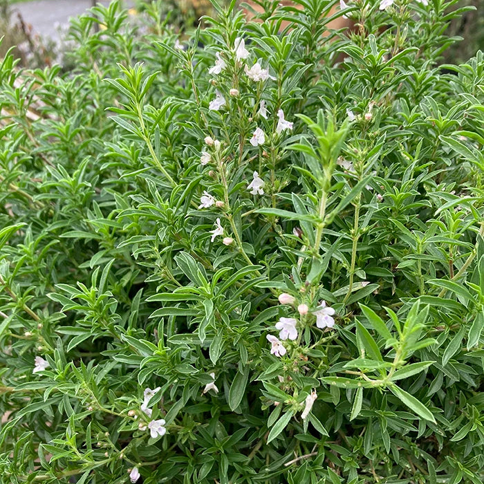 Winter Savory