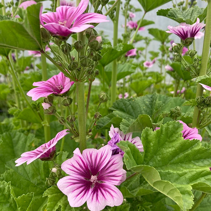 Zebra Mallow