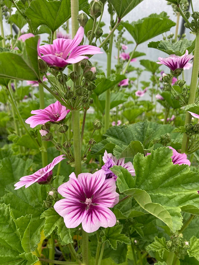Zebra Mallow
