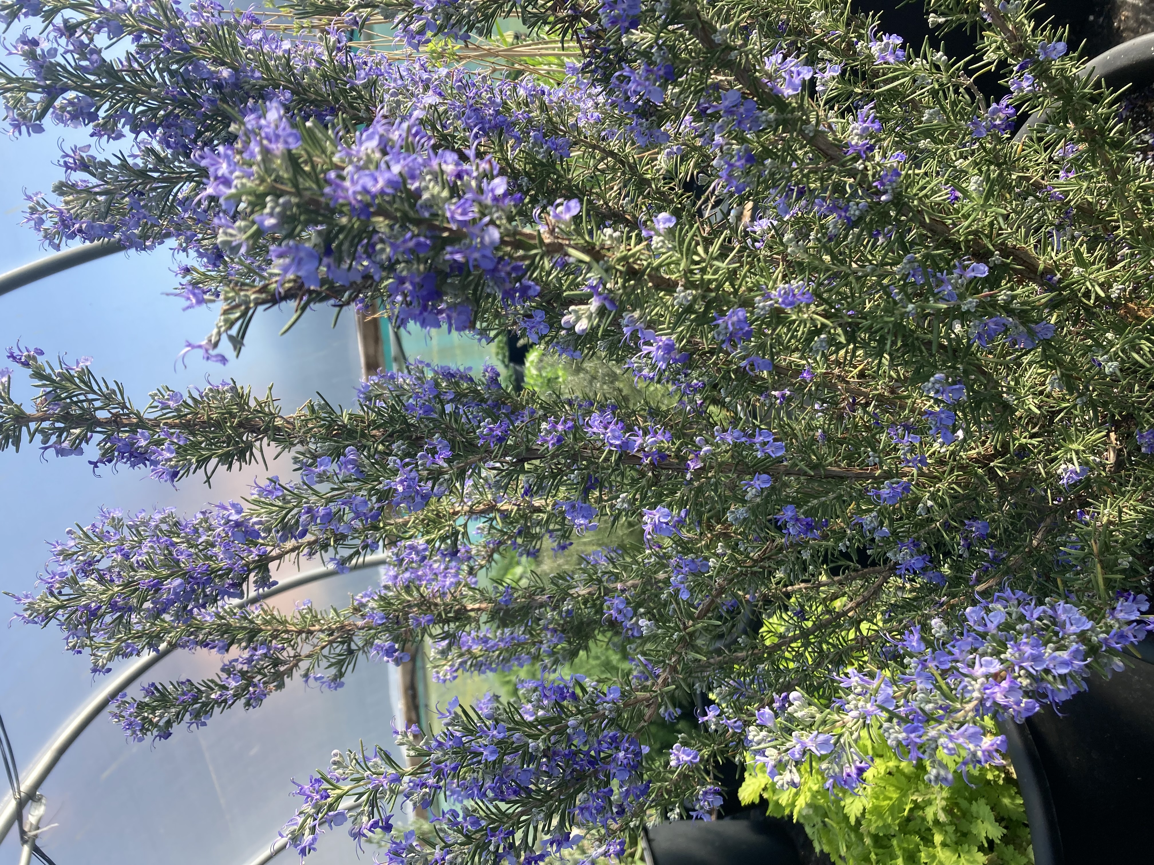 Kitchen Garden Guide to Rosemary