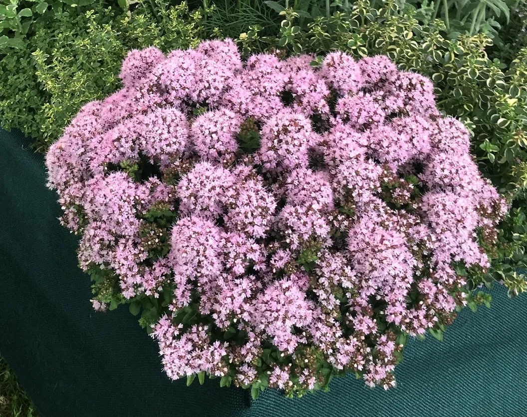 Oregano, Marjoram a Versatile and Easy to Grow Herb