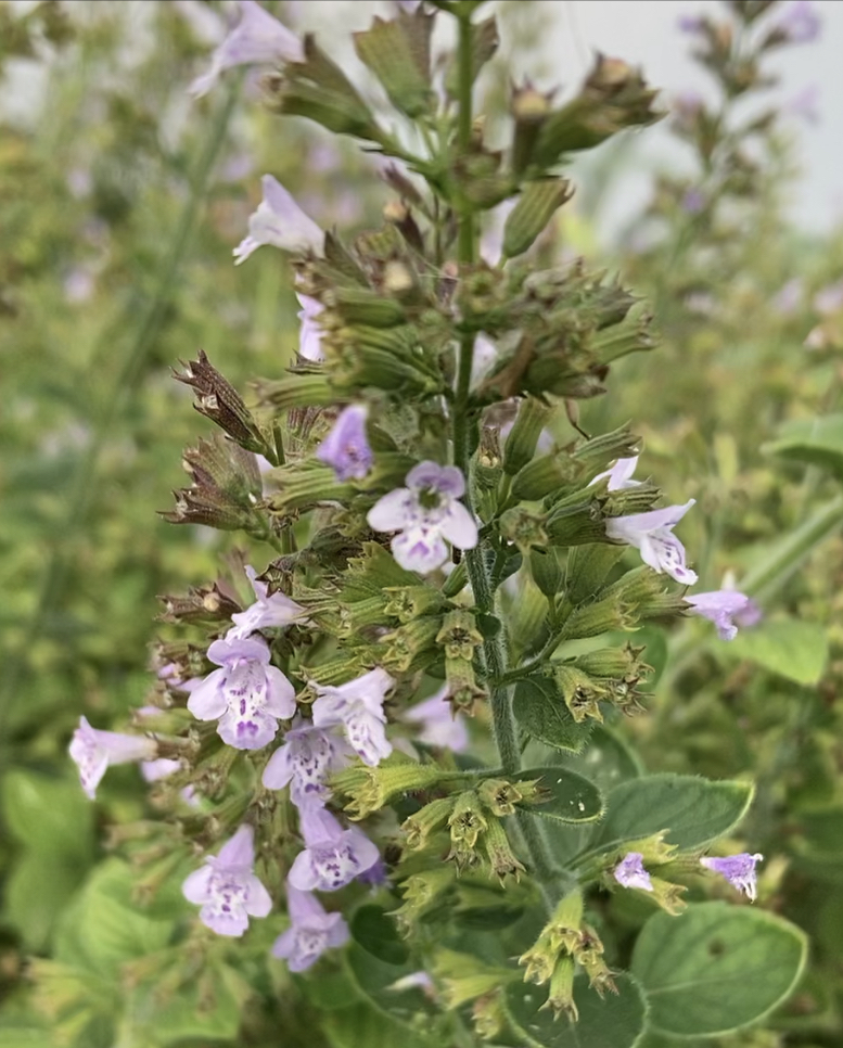 Lesser Calamint