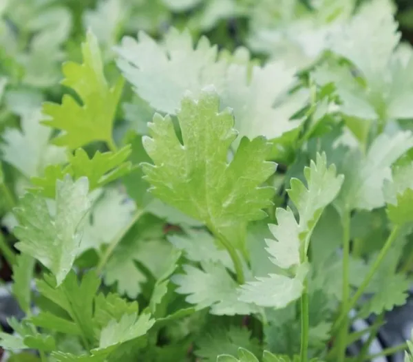 Coriander 'Calypso'