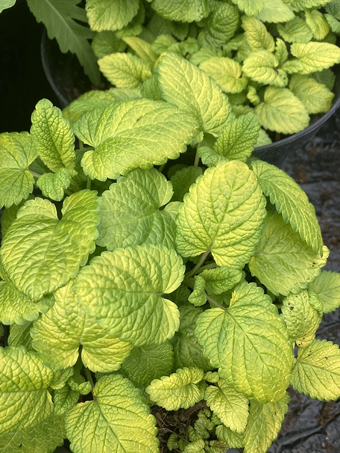 Lemon Balm Gold Leaf