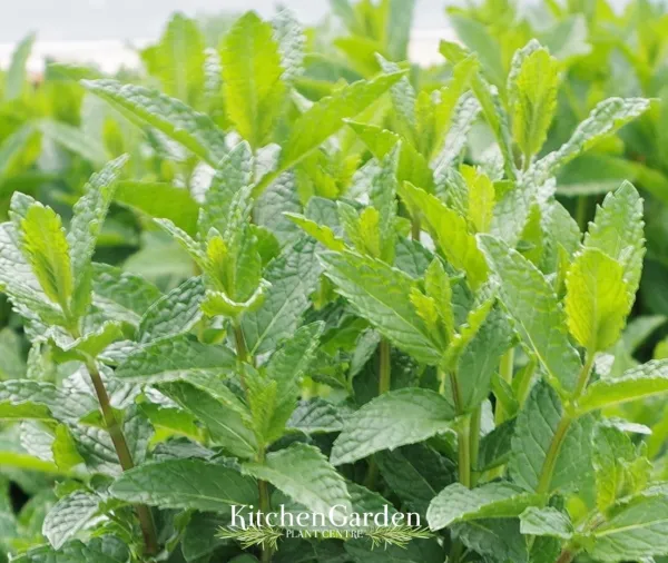 Moroccan Mint