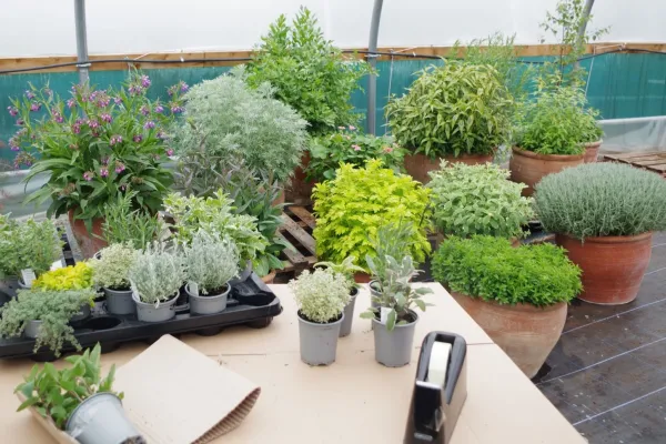 Kitchen Garden Collection- 15 herbs
