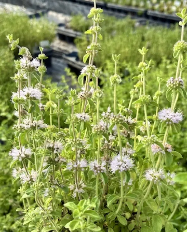 Pennyroyal