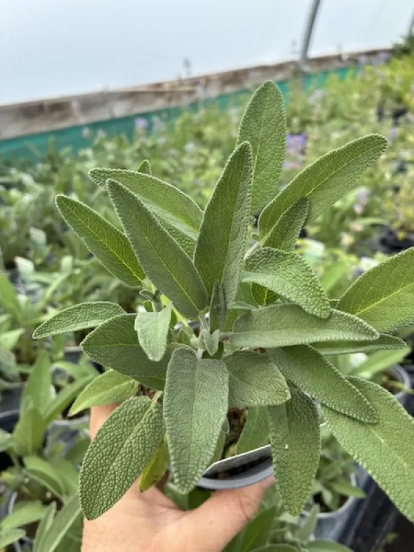 Sage