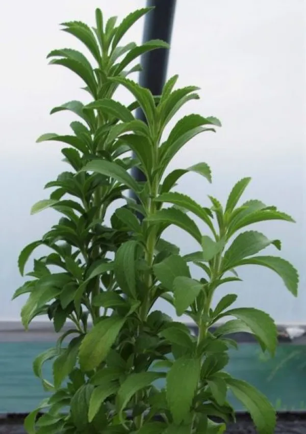 Stevia