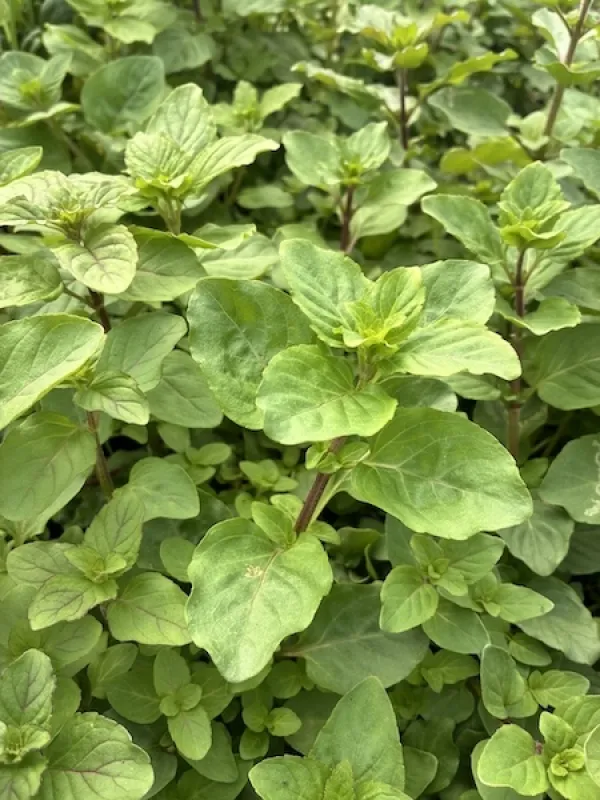 Watermint